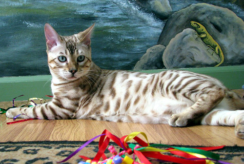 Handsome rosetted seal mink snow Bengal male at 5 months old!