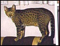 Leopardlane Zuloika of Kingsmark!