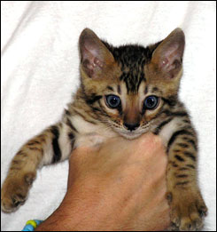 Bengal Kittens from seal mink spotted ACFA Regional Winner, Quad ...