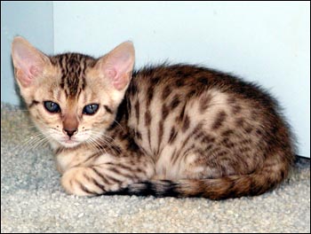 Bengal kittens including silver spotted, rosetted and marbled, from ...