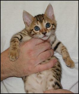 Bengal kittens! At Foothill Felines Bengals we raise Bengal kittens and ...