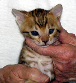 Bengal kittens with shaded donut rosettes & leopard spots from Foothill ...