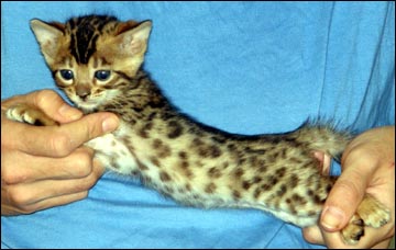 Bengal kittens from Foothill Felines, well known CA breeder: leopard ...