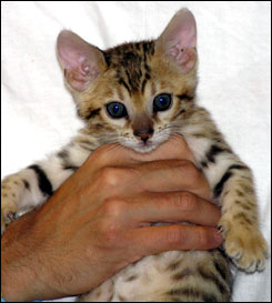 Bengal kittens with bold, rosetted leopard spots (from Foothill Felines ...