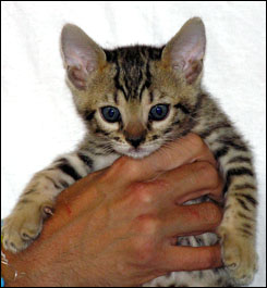 Bengal kittens with bold rosettes & leopard spots from Foothill Felines ...