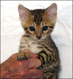 Bengal kittens with rosettes & leopard spots from Foothill Felines ...