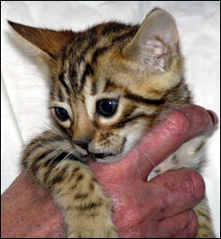 Bengal Kittens from very typey spotted Bengal Foothill Felines Teacup ...