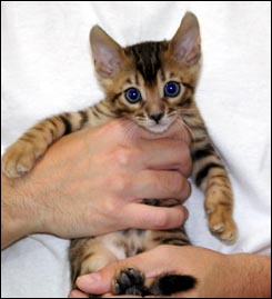 Bengal kittens from west coast breeder Foothill Felines Bengals, with ...