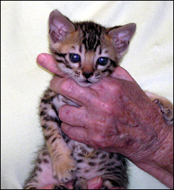 Bengal kittens from Foothill Felines Bengals, respected CA breeder ...