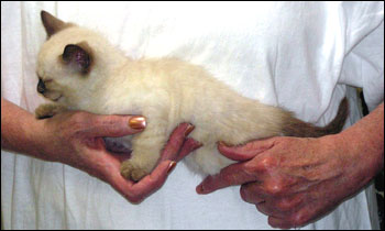 Savannah kittens from Foothill Felines, respected CA breeder of Bengals ...