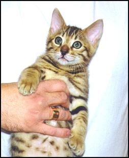 Bengal kittens born in Fall 1999 to Gogees Marshamelo of Foothill ...