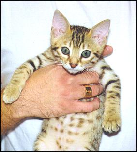 Spotted Bengal kittens born in Fall 1999 to Gogees Marshamelo of ...