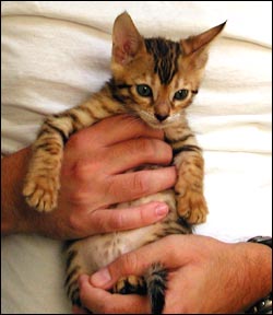 Bengal kittens from Foothill Felines, Bengal cat breeder in northern ...