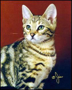 Bengal Cat profile: Foothill Felines Melanie (a delightful, sweet ...