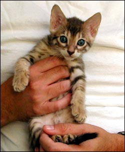 Bengal kittens from Foothill Felines, Bengal cat breeder in northern ...