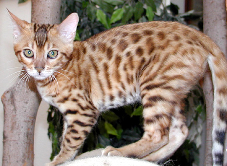 Bengal Cats and Kittens critique HDW's website in the hilarious 