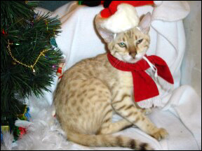 Foothill Felines Meeka, a gorgeous, show quality seal mink leopard spotted Bengal female, at 4 months old!