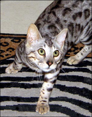 Bengal Cat profile: Bellagio Totem of Foothill Felines (a gorgeous, top ...