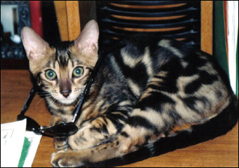 Cool Names For Bengal Cats